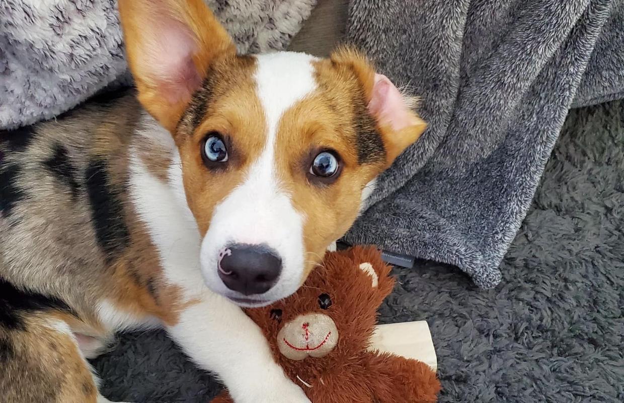 T. Rex Tearing It Up